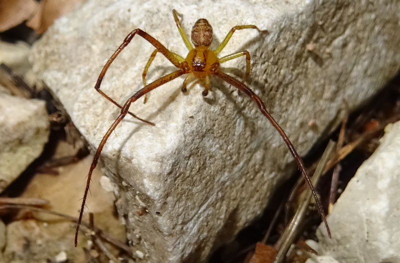 Diaea dorsata, maschio - Trambileno (TN)